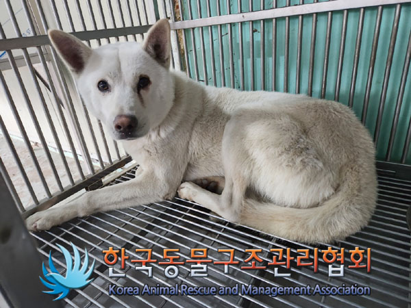 종료(반환) 믹스견…